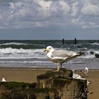 Seagull Domburg