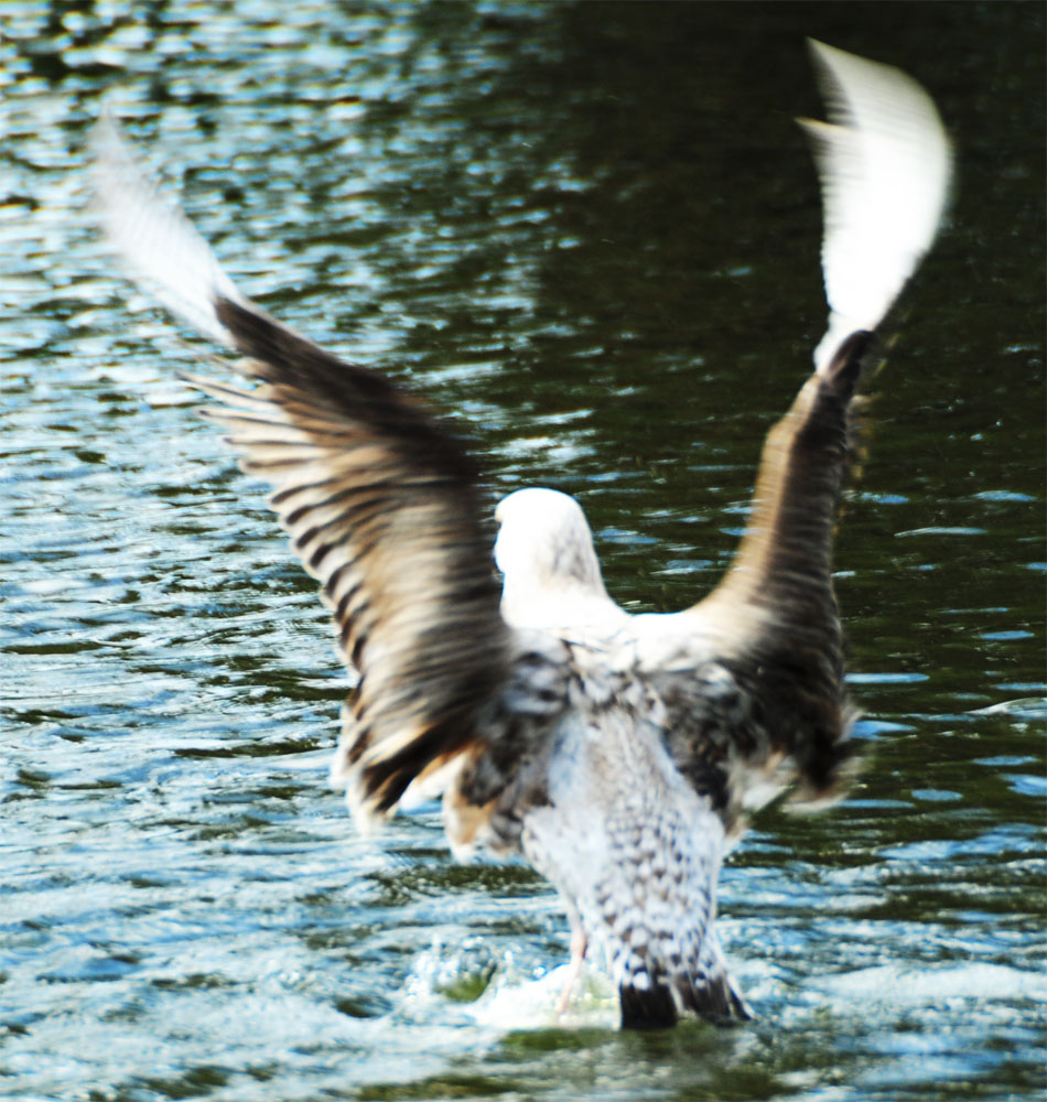 Seagull du