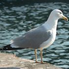 seagull