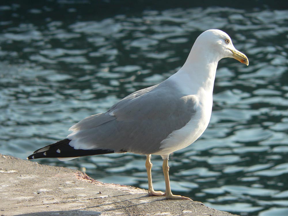 seagull