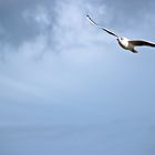 Seagull