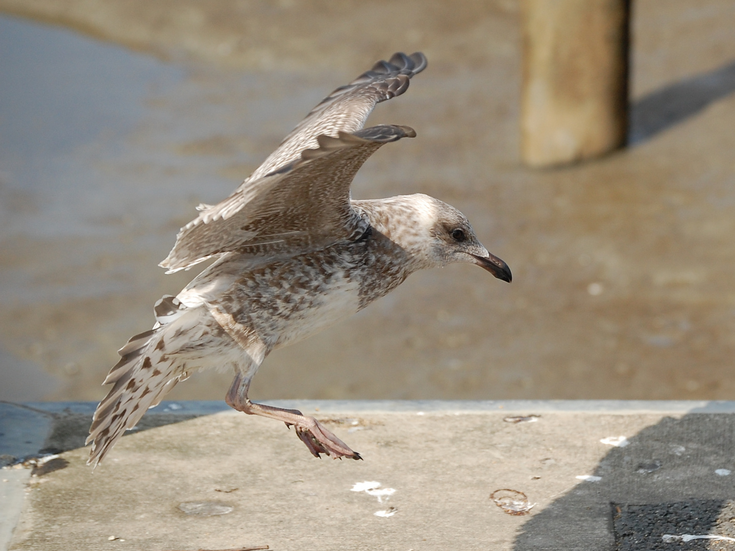 Seagull