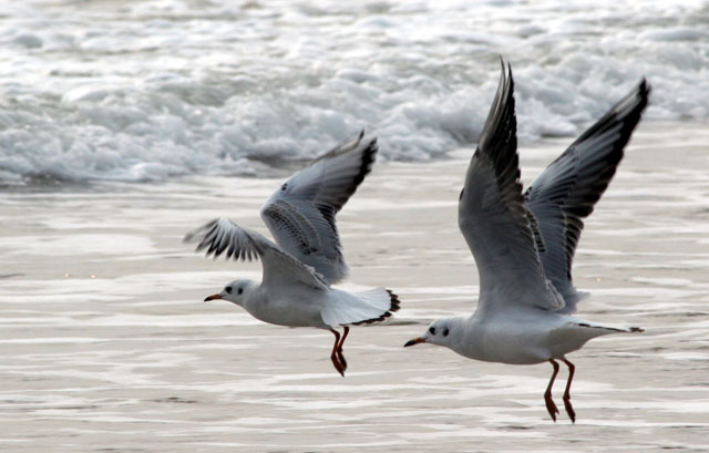 seagull en chine