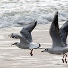 seagull en chine