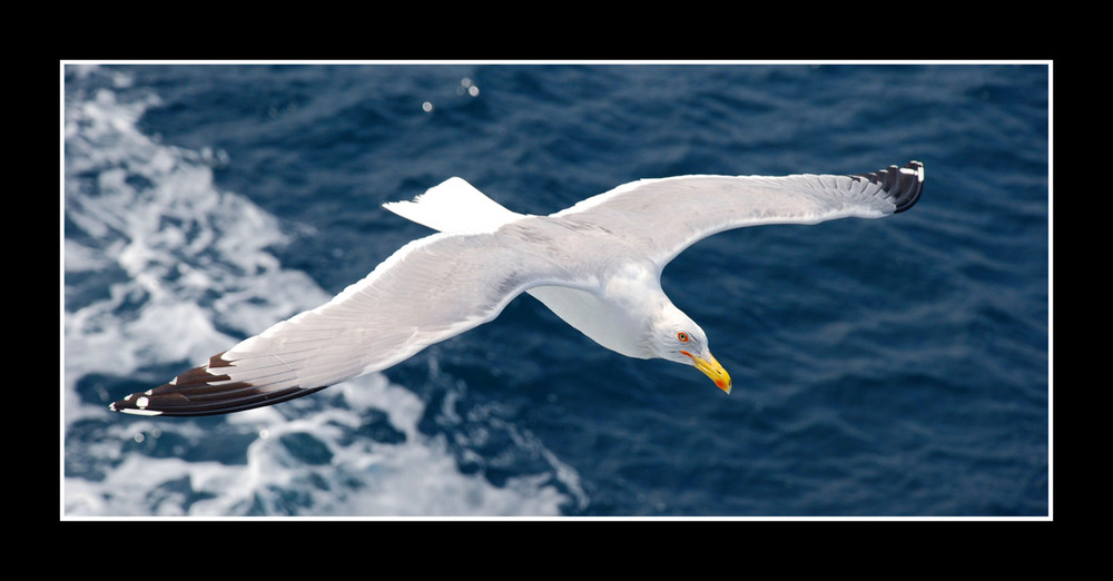 Seagull