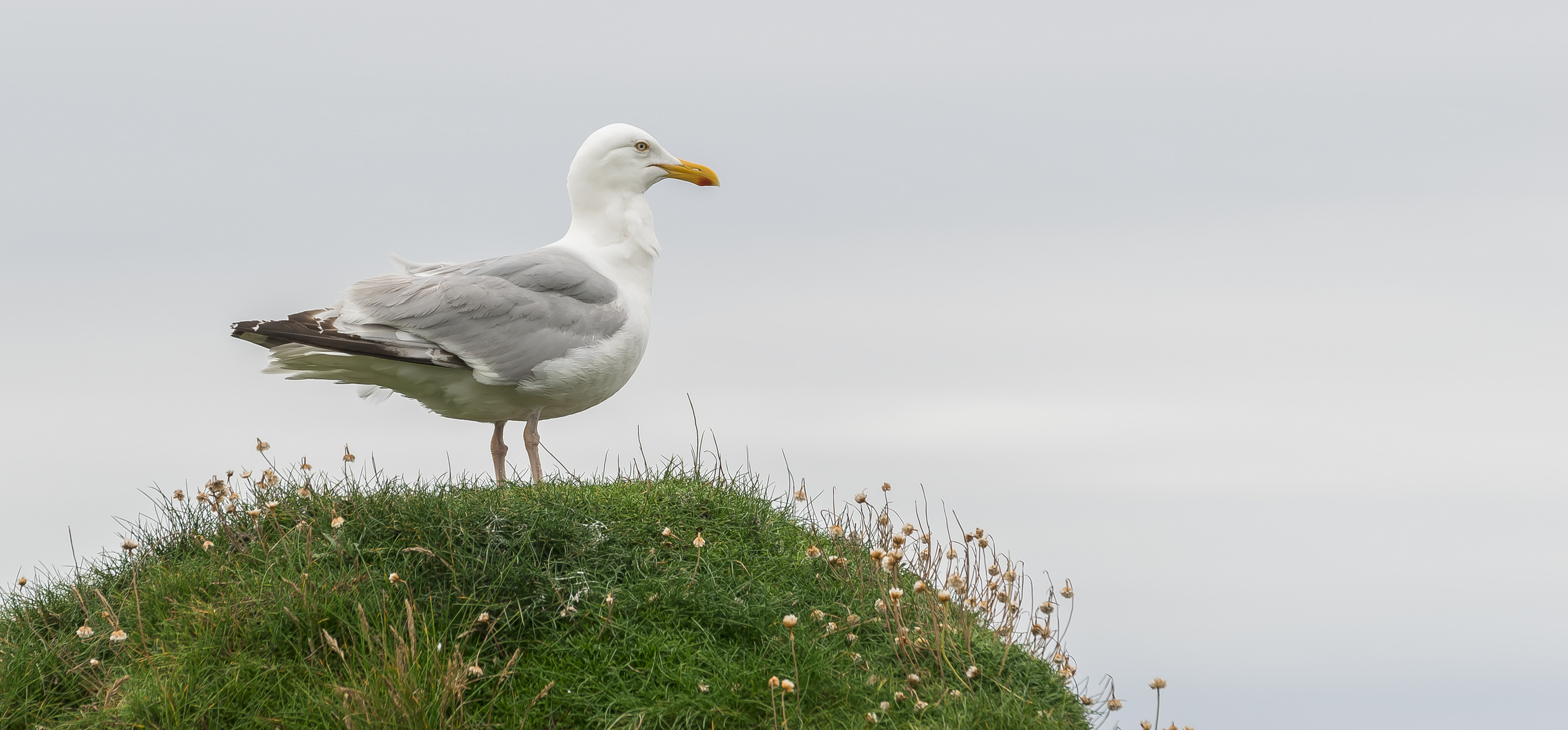 Seagull