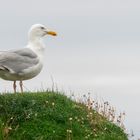 Seagull