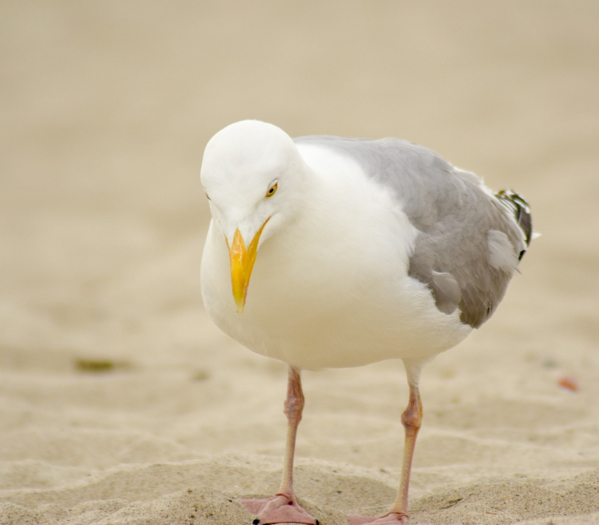 Seagull