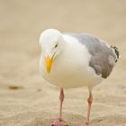 Seagull