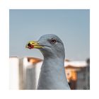 Seagull