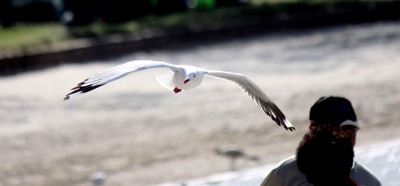 seagull 