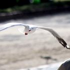 seagull 