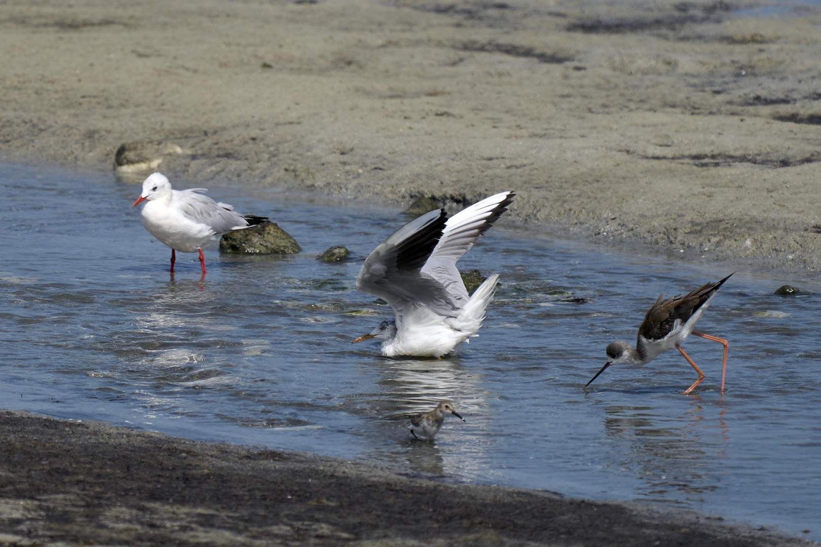 Seagull 