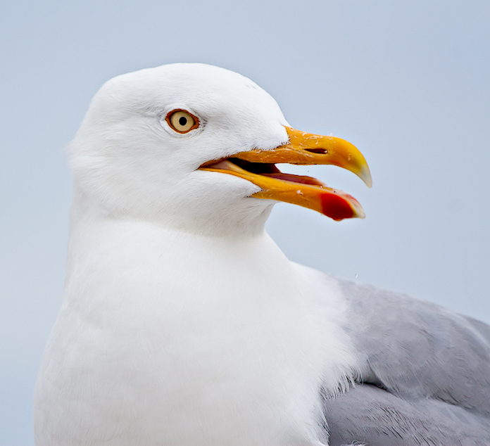 Seagull