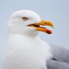 Seagull