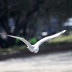 seagull