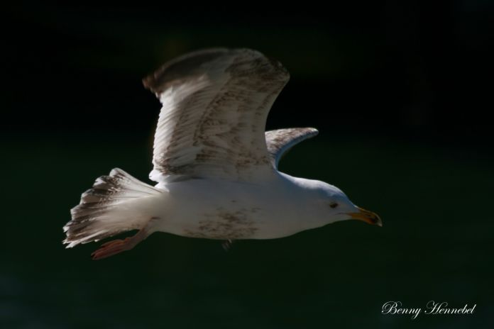 Seagull Flight...