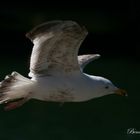 Seagull Flight...