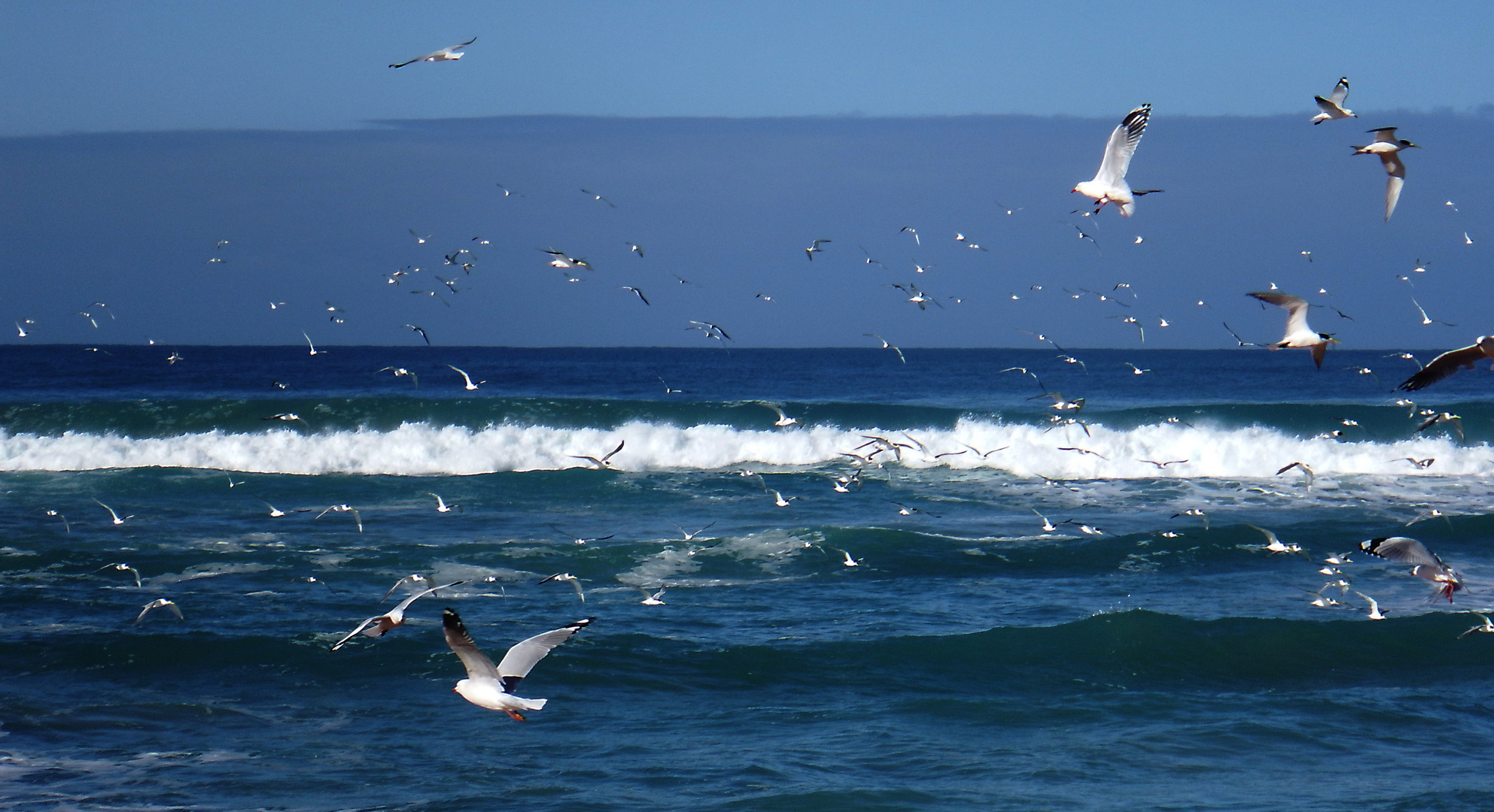 Seagull flock