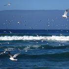 Seagull flock