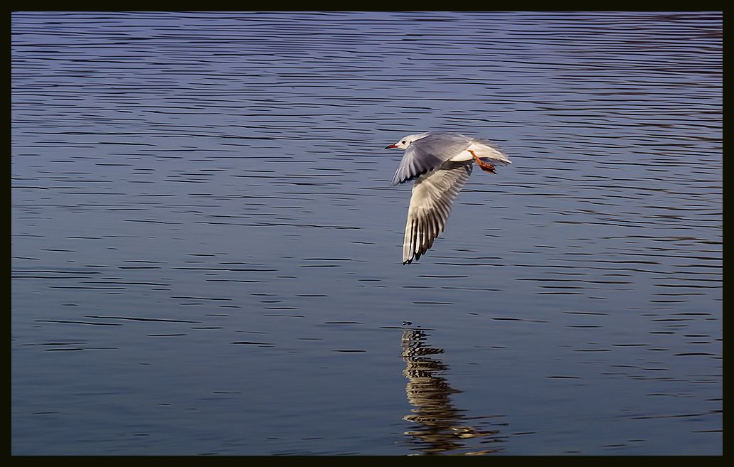 seagull fly...
