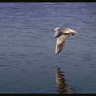 seagull fly...