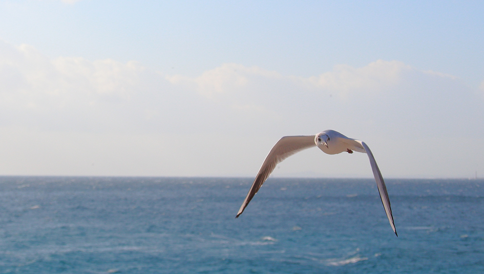 Seagull flying 2