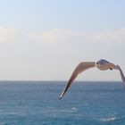 Seagull flying 2