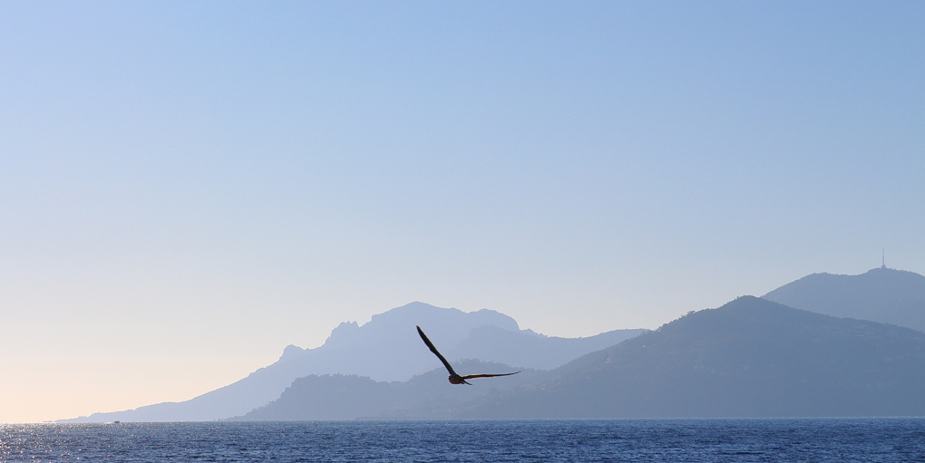 Seagull flying 3