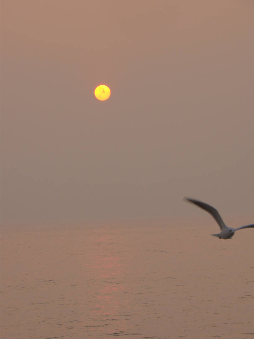 Seagull from sun..