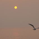 Seagull from sun..