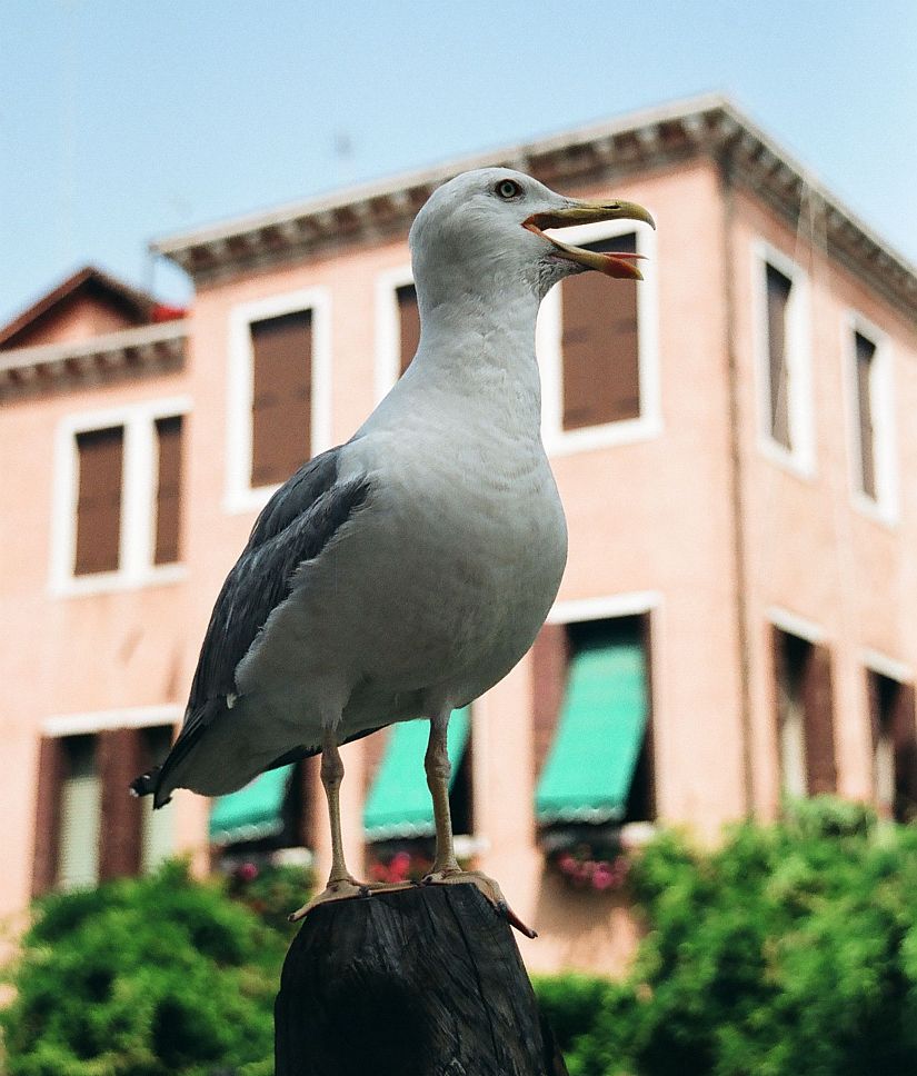 Seagull from Venice