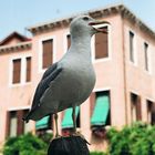 Seagull from Venice