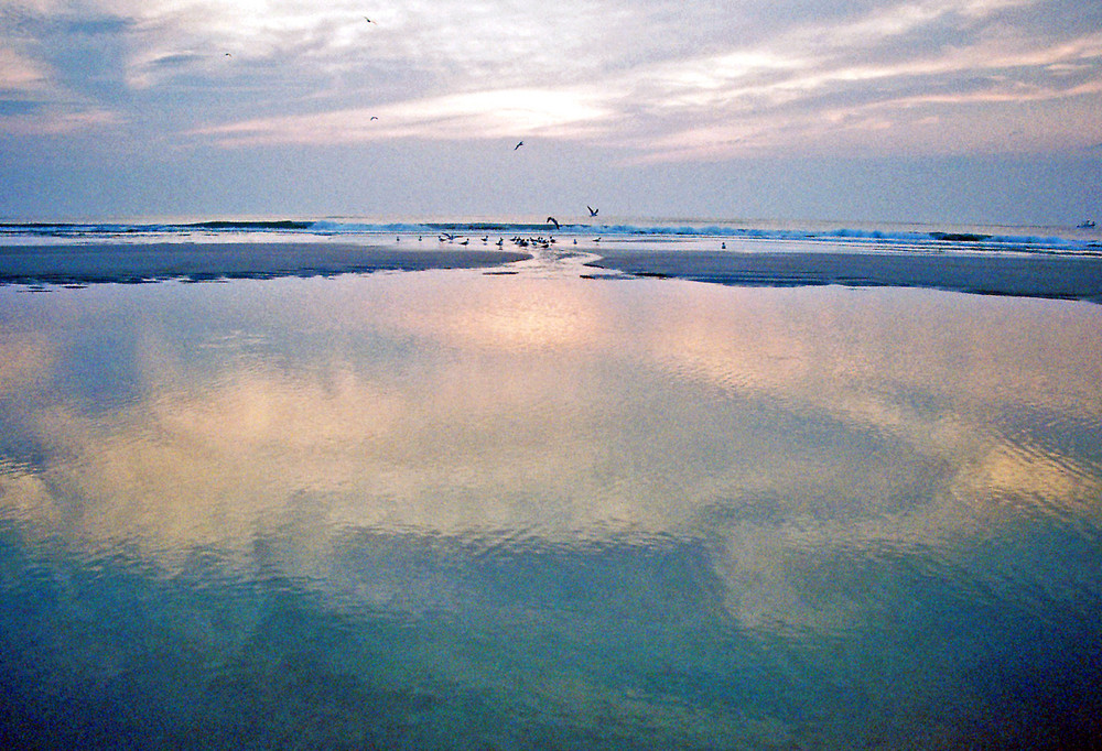 Seagull Gathering