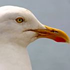 seagull I