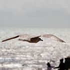 Seagull II