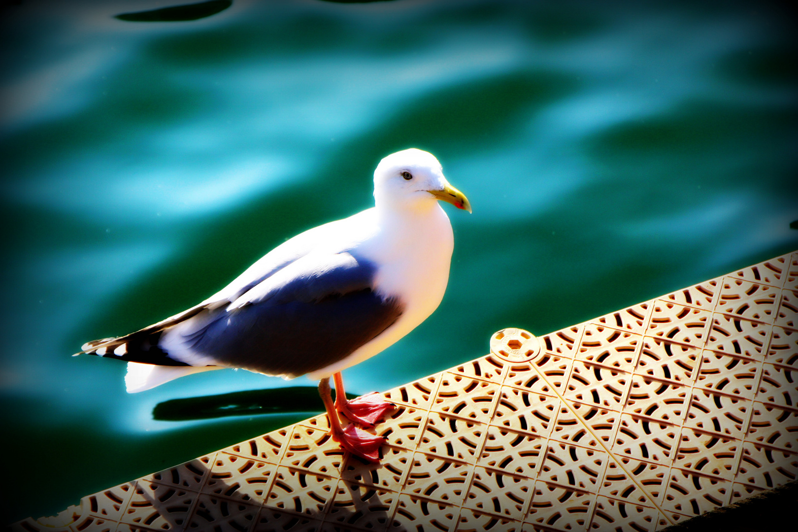 seagull II