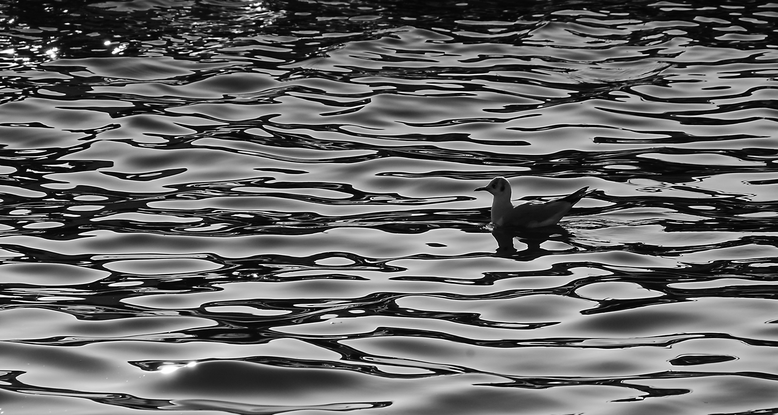 Seagull in black and white reflections