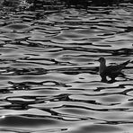 Seagull in black and white reflections