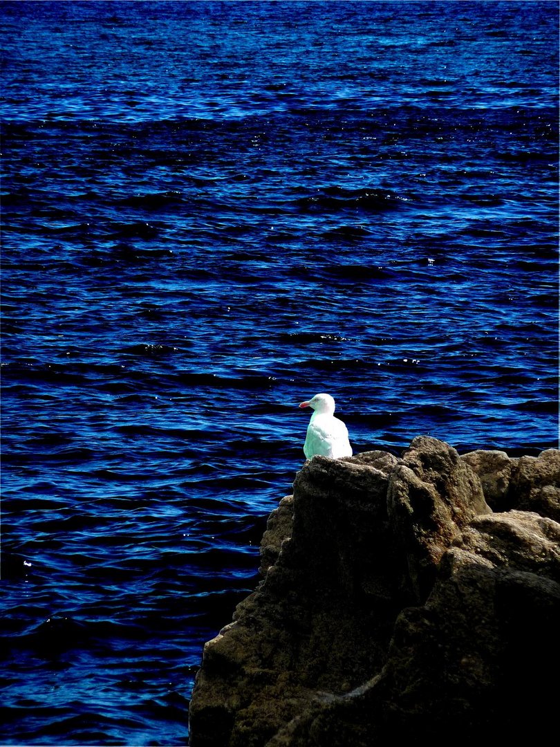 Seagull in Britain