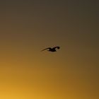 Seagull in Flensburg