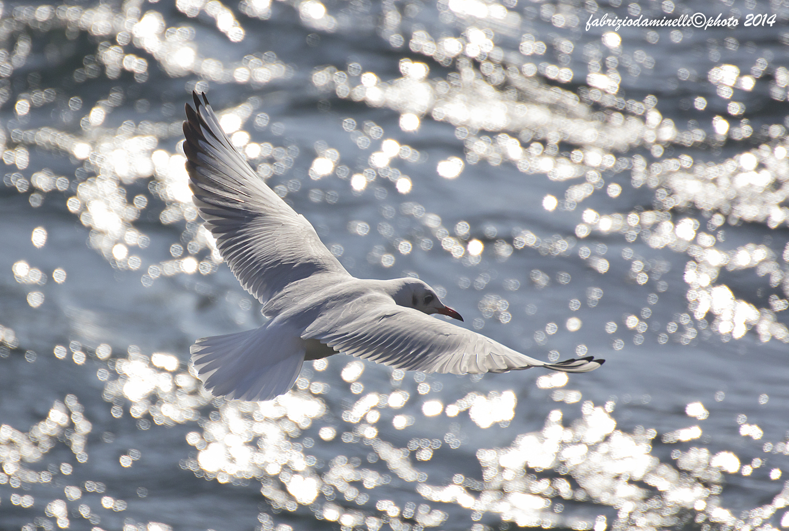 seagull in flight