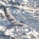 seagull in flight