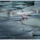 Seagull in freezing cold