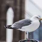 Seagull in front of the bridge