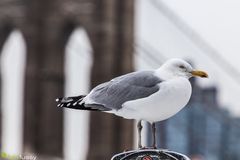 Seagull in front of the bridge