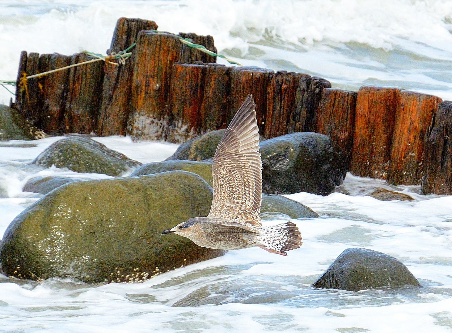 Seagull in Grenen/Skagen Denmark