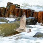 Seagull in Grenen/Skagen Denmark