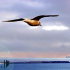 SEAGULL IN GRIMMER'S HOERN, CUXHAVEN