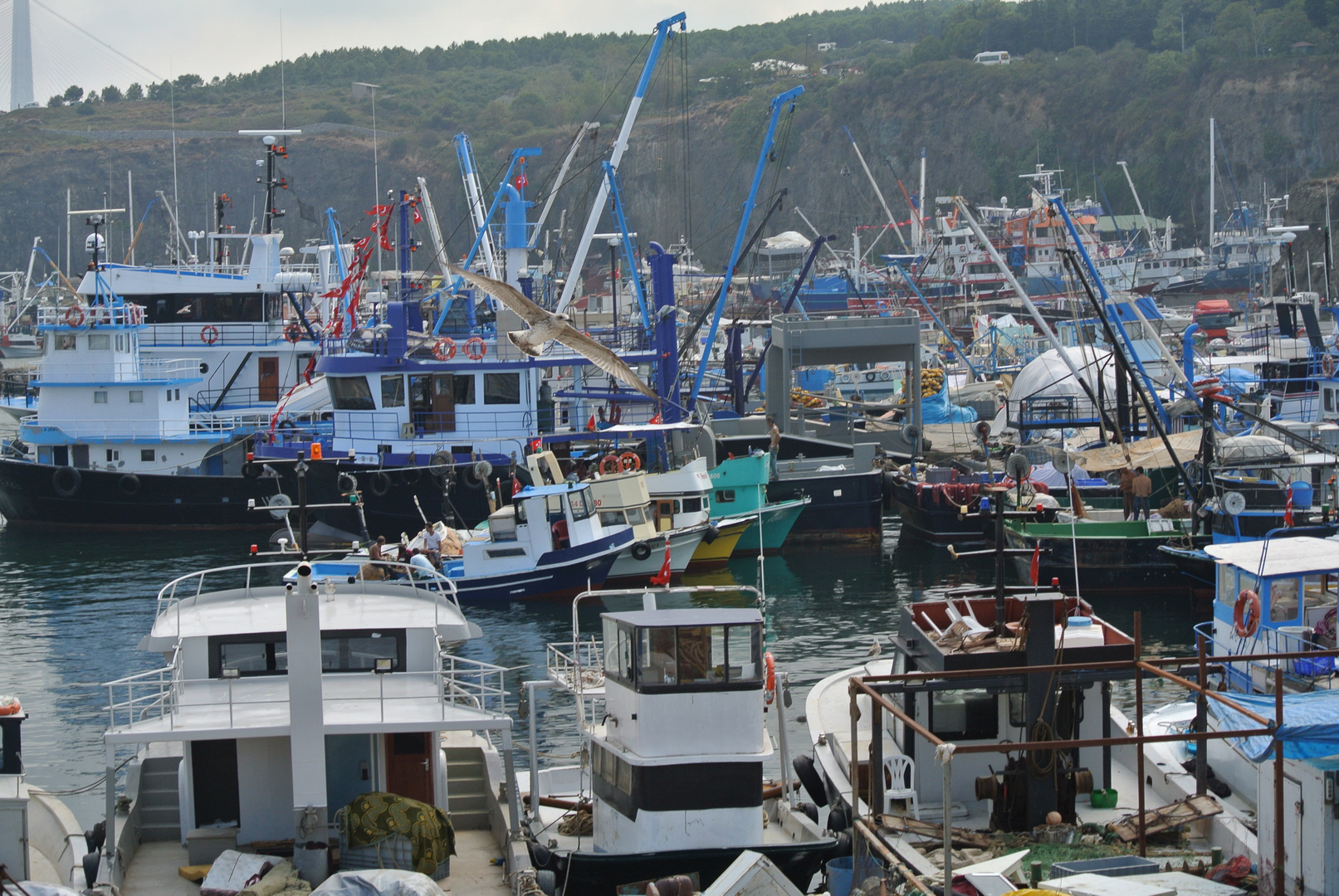 seagull in harbour